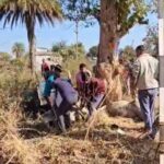 पुलिस पीछा बना काल: गौवंश तस्करी के दौरान पिकअप पलटी, 3 गायों की मौत, तस्कर मौके से फरार