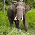 23 मौतों से दहला राज्य: हाथियों के हमले पर सियासत गरम, विधानसभा में उठा मुआवजा बढ़ाने का सवाल