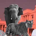 तीन साल में 9 बाघ और 38 हाथियों की मौत, छत्तीसगढ़ विधानसभा में वन मंत्री ने किया खुलासा