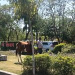 अनोखा मामला: तीन दिन से पार्क में चर रहा घोड़ा हिरासत में, नगर पालिका सख्त
