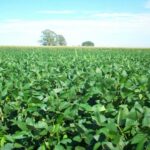 जशपुर में 600 हेक्टेयर में हरी खाद का प्रदर्शन, यूरिया के प्रभावी विकल्प के रूप में उभर रही है यह तकनीक