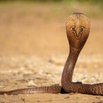 गर्मी में घर में सांप आने का कारण और वास्तु शास्त्र के अनुसार इसके संकेत