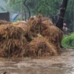 आम-लीची समेत फसलों को भारी नुकसान, किसानों ने मुआवजे की मांग की