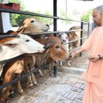 यूपी में ‘ऑपरेशन-4’, स्वदेशी गायों से डेयरी सेक्टर में बड़ा बदलाव, गो पालन पर 50% तक सब्सिडी: सीएम योगी