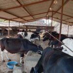 महिलाओं और किसानों को बड़ा लाभ, हर गांव में दूध उत्पादन का लक्ष्य