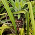 Raigarh farmer Arun Saw has transformed his fortune by growing pineapple and has become a source of inspiration.
