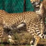 कूनो में चीते को गोली मारने का रहस्य गहराया, पांच छर्रे मिलने के बाद जांच में जुटा केंद्रीय दल